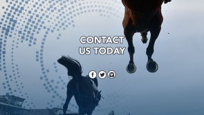 Contact Us Punchestown Live