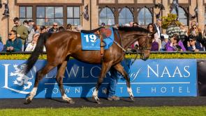 Racing tips for Punchestown as five day festival kicks off