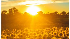 Met Éireann confirms 24 degree heat for Punchestown this week but things could take a turn