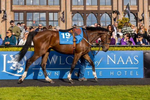 Tips for Punchestown as five day festival kicks off